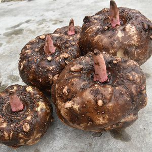 陕西现挖新鲜魔芋头纯天然农产品3/5/10斤生魔芋豆腐原料农家蔬菜