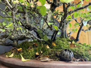 001人付款淘宝日本姬小町长寿梅 蔷薇木瓜科 花卉长寿梅海棠红色小叶