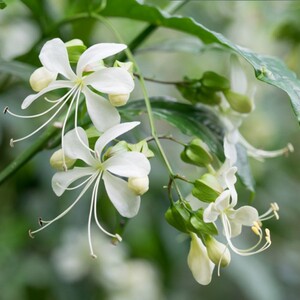 东篱园艺盆栽白玉蝴蝶花苗垂茉莉开花清香盆栽阳台花园垂枝茉莉花