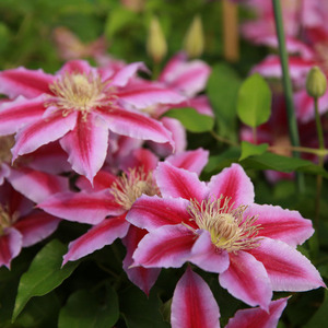 铁线莲鲁佩尔博士