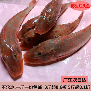 红头鱼鲜活