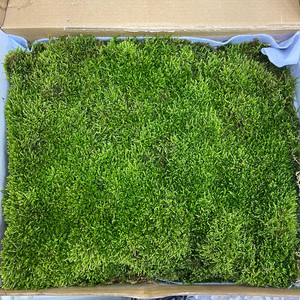 4平米一盒 微景观装饰布置 小灰藓低价直批 北京鲜花