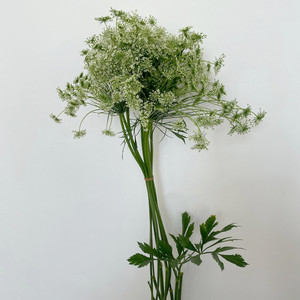 新鲜蕾丝鲜切花 小清新配花 鲜花配草点缀花卉市场发货 北京直批