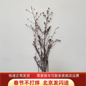 木本鲜切枝 灯台鲜花 红木小果 造型优美 家具水瓶插花 同城速递