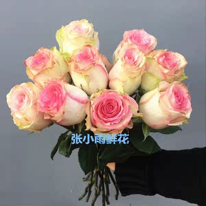 进口厄瓜多尔玫瑰 希望玫瑰花 大头玫瑰 枪炮玫瑰花 鲜花顺丰发货