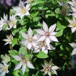 铁线莲撒玛利亚乔 铁线莲晚花大花大道矮生系列耐热带p9盆栽好