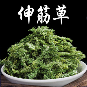 伸筋草中药材500g克正宗新鲜石松神松申通舒生筋草粉小伸筋草泡脚