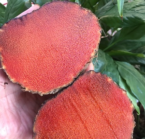 新鲜野生薯莨 血三七血母朱砂莲 鸡血莲牛血莲 红孩儿1000g 包邮