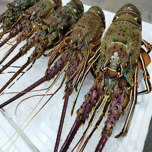 现货5到9两一只小青龙仔鲜活龙虾仔印尼进口古巴龙花龙仔鲜活龙虾