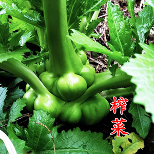 榨菜种子四川特大芥菜种籽腌制泡菜大头青菜头疙瘩秋季播蔬菜种孑