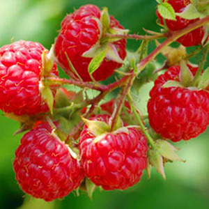 双季树莓红树梅黑树莓覆盆子树莓苗南方北方种植盆栽地栽当年结果