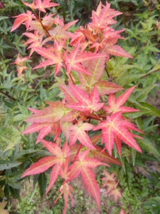 日本红枫枫树盆景小苗 红千鸟 日本红枫系列 盆景盆