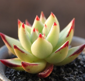 砍头黄金玛利亚玛丽亚马力5厘米左右多肉植物盆栽量大价低欧货