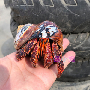 黑莓寄居蟹活体动物性格活泼淡水蟹观赏螃蟹懒人另类宠物