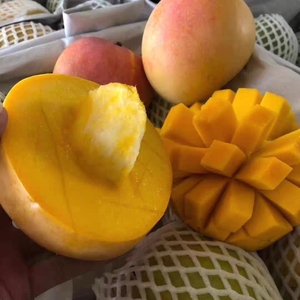 【越南澳芒】越南澳芒品牌,价格 - 阿里巴巴