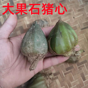石猪心 新鲜采摘   单叶石仙桃 煲汤 炖汤 盆景