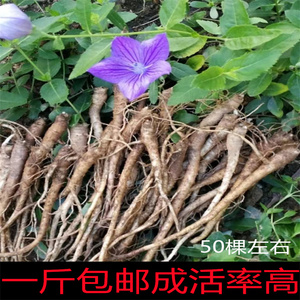 桔梗种苗500g新鲜狗宝栽种苗中药材苗山桔梗四季盆栽铃铛花种子苗