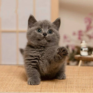 无偿领养猫英短蓝猫幼猫活体宠物猫小猫咪包子脸蓝胖子美国短毛猫
