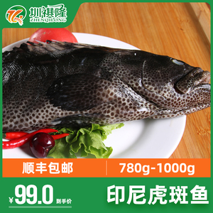 印尼进口老虎斑冰鲜石斑鱼海捕东星斑鱼鲜活黑斑鱼1条1.8斤左右