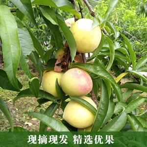 精选优果现摘现发-贵州山区新鲜桃子(四月桃)天然水果5斤包快递