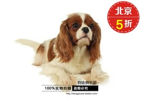 查理王小猎犬