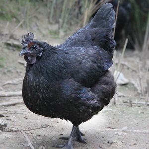 乌鸡新鲜现杀正宗土鸡农家散养五黑鸡乌骨鸡公鸡月子鸡老母鸡一只