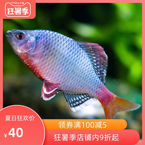 越南淡水鱼种类图片