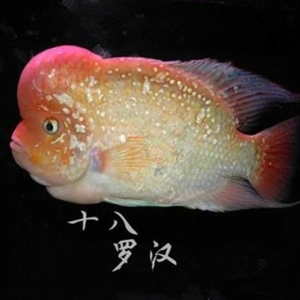 【18罗汉鱼】18罗汉鱼品牌,价格 - 阿里巴巴