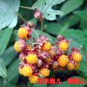 野生果树苗树莓山莓 刺泡儿乌泡儿端阳泡 棉絮泡庭院盆栽果树包邮
