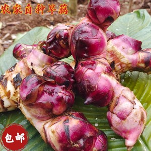 广西新鲜焦芋旱藕苗可蒸煮煲汤可种植现挖现卖自家食用农产品包邮