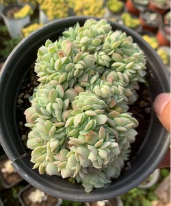 星影 桑切斯缀化多肉 群生伊利亚月影缀化 一物一拍拍摄于12月3号
