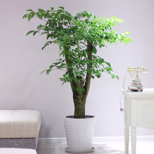 陶瓷透气花盆客厅室内外庭院家用子龟背竹幸福树包邮爱匠旗舰店168