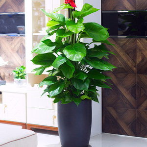 大叶绿萝大型室内绿植盆栽客厅办公室绿色植物花卉新房除甲醛成都