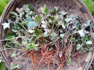 贵州苗药新鲜老鹳草 中药材生扯拢全株道地草药老贯草农产品500克