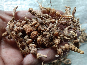 贵州咕噜子药中药材银珠草 苗药珍珠三七珍珠草算盘子珠串珠500克