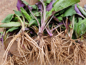 贵州野青菜500g 中药材野生天青地红现挖天然农产品菊三七土三七