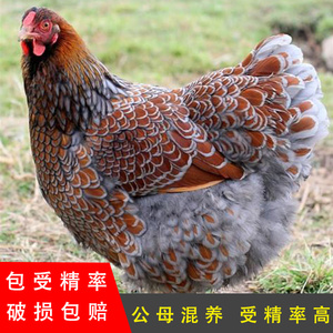 红纹怀特宠物鸡怀恩多特鸡种蛋受精蛋观赏鸡种蛋受精卵可孵化20枚