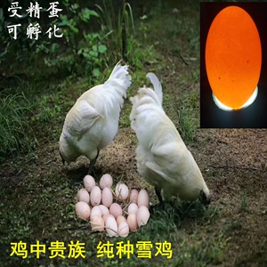 云南腾冲雪鸡鸡蛋30枚孵化白凤乌鸡乌骨鸡受精蛋鸡蛋乌鸡种蛋