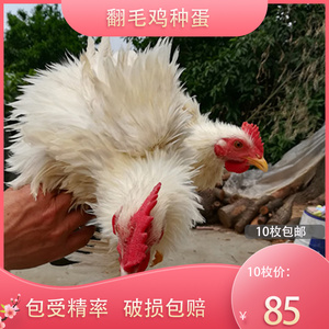 10枚包邮白色翻毛鸡种蛋受精蛋麒麟鸡可孵化观赏鸡宠物鸡受精种蛋