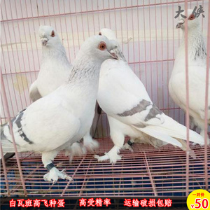 甘谷高飞高飞鸽子甘肃白瓦班高飞鸽子种蛋可孵化受精蛋甘谷老品种