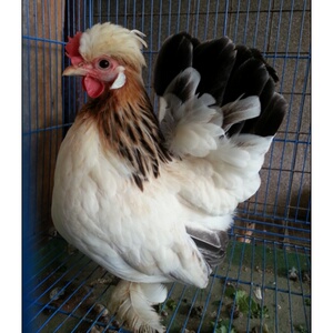 元宝鸡 观赏鸡 宫廷元宝 矮脚鸡 各种受精种蛋泰国白桂黑银鸡种蛋