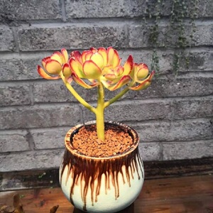 西瓜宝珠老桩云南露养多肉花植物组合盆栽超萌肉肉新款绿植易养活