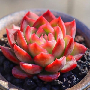 多肉植物瑞安娜