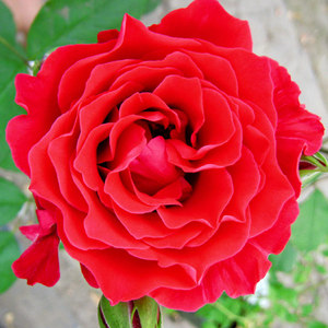 河本天使系列米迦勒大天使迈克尔月季微月大花期长抗病对版多季