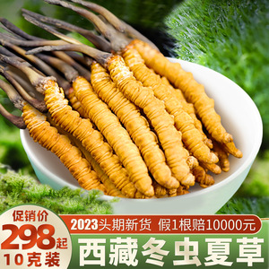 2023冬虫夏草官方旗舰店西藏那曲新鲜头期正品滋补煲汤礼盒送长辈