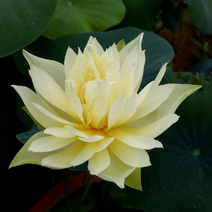 黄羚羊碗莲种藕小荷花阳台庭院夏季水培绿植物盆栽花卉包活非室内