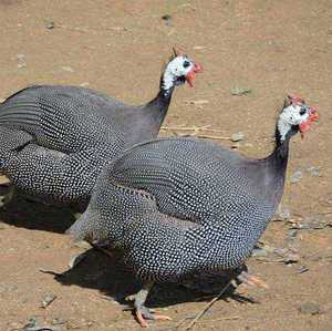 珍珠鸡小苗子活苗珍珠鸡小鸡仔珍珠鸡一对,珍珠鸡种蛋脱温苗