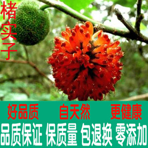 中药材楮实子自然野生无硫熏构树果楮桃可搭配威灵仙500克包邮到g