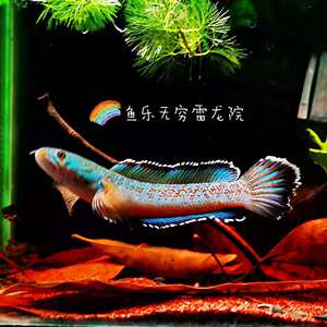 金尘雷龙鱼 梅豹雷龙 红魔萨克 鳢科 热带鱼观赏鱼凶猛鱼淡水好养