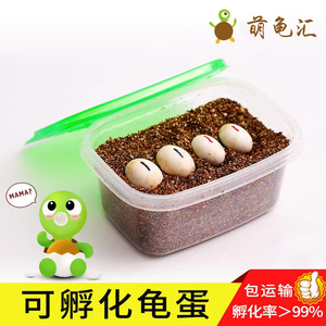乌龟蛋可孵化中华草龟巴西龟墨龟宠物蛋小学生孵化乌龟活物受精蛋